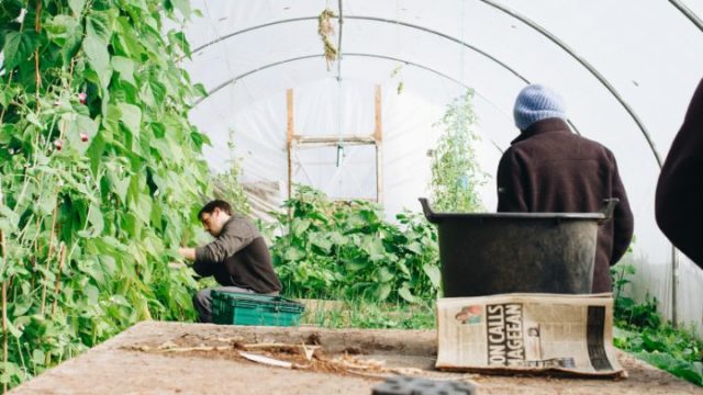 【初心者必見！】基礎から学べる家庭菜園におすすめの農法は？