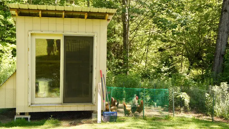 長持ちするdiy 鶏小屋の作り方 鶏の飼育環境を知る 編 田舎暮らしならcoccoblog