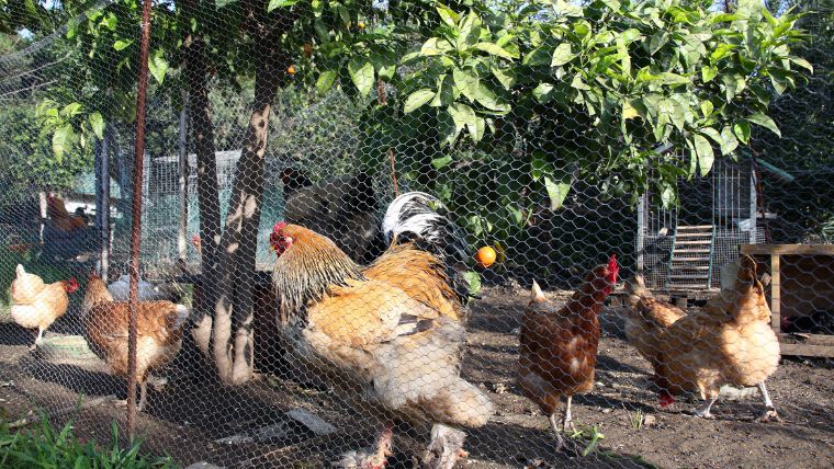 【長持ちするDIY！】鶏小屋の作り方＜鶏の飼育環境を知る！編＞