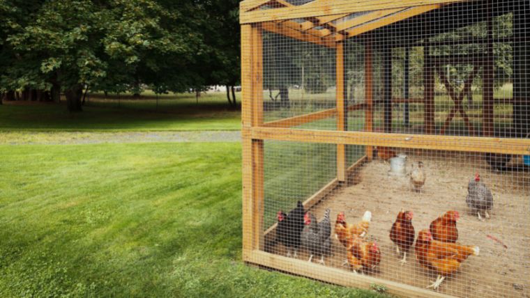 【長持ちするDIY！】鶏小屋の作り方＜鶏の飼育環境を知る！編＞