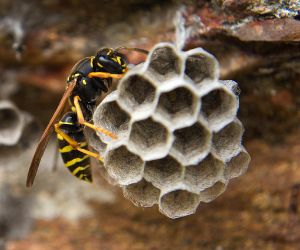 【蜂の恐怖体験】蜂の巣を作り始めたと思い、駆除業者を呼んだら、まさかの・・。